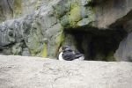 PICTURES/Oregon Coast Aquarium - Newport/t_Puffin9.JPG